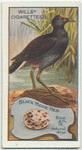 Black Moor Hen.