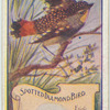 Spotted Dimond Bird.