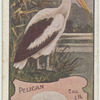 Pelican.