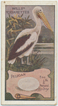 Pelican.