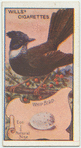 Whip Bird.
