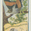 ORange Winged Bark Pecker.
