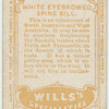 White Eyebrowed Spine Bill.