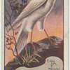 Goshawk.