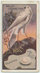 Goshawk.