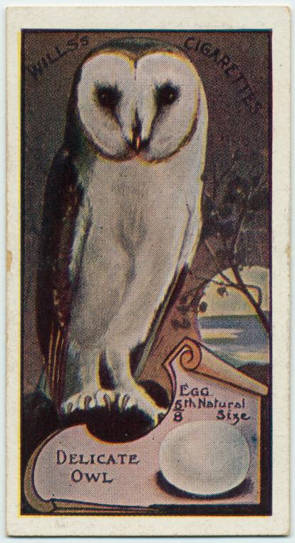 Delicate Owl. - NYPL Digital Collections