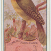 Helmeted Honey Eater.