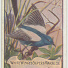 White Winged Superb Warbler.