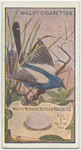 White Winged Superb Warbler.