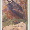 King Quail.