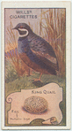 King Quail.