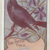 Fire Tailed Finch.
