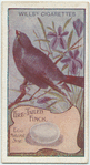 Fire Tailed Finch.