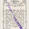 The snipe fish.