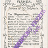 The hippopotamus.