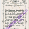 Heniochus macrolepidotus.