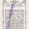 The armed gurnard.