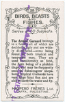 The armed gurnard.