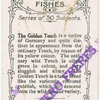 The golden tench.