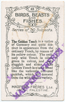 The golden tench.