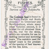The common seal.