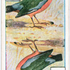 Birds of brilliant plummage.