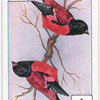 Birds of brilliant plummage.