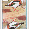 Birds of brilliant plummage.