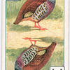 Birds of brilliant plummage.