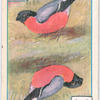 Birds of brilliant plummage.