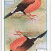Birds of brilliant plummage.