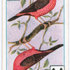 Birds of brilliant plummage.