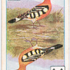Birds of brilliant plummage.