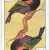 Birds of brilliant plummage.