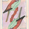 Birds of brilliant plummage.