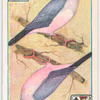 Birds of brilliant plummage.