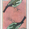 Birds of brilliant plummage.