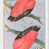 Birds of brilliant plummage.