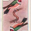Birds of brilliant plummage.