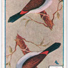 Birds of brilliant plummage.
