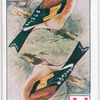 Birds of brilliant plummage.