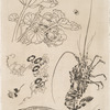 Langouste, plantes avec oiseaux.