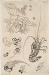Langouste, plantes avec oiseaux.