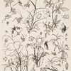 Fleurs et insectes.