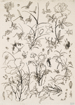 Fleurs et insectes.