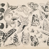 Papillons et poissons.