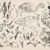 Poissons, oiseaux, poussin.