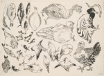 Poissons, oiseaux, poussin.