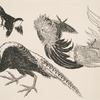 Faisans, oiseaux.