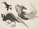 Faisans, oiseaux.